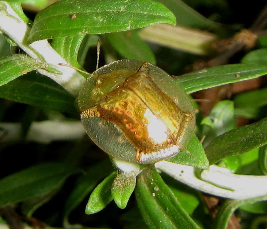 Aspidomorpha icterica