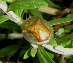 Aspidimorpha icterica