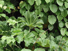 Cecropia polystachya