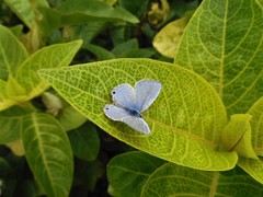 Catochrysops panormus exiguus