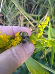 Bombus impatiens