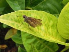 Pelopidas mathias mathias