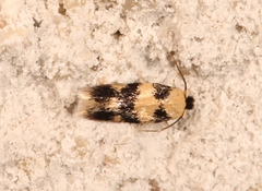 Etainia decentella
