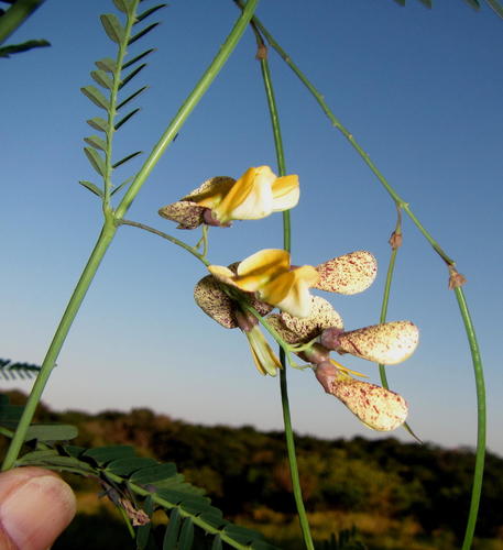 Sesbania bispinosa iNat (3)