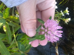 Trifolium pratense