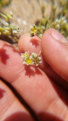 Microphyes litoralis