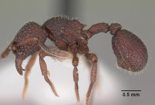 切蚁属Secostruma