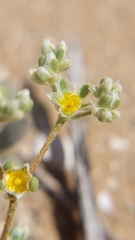 Microphyes litoralis