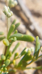 Microphyes litoralis