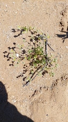 Microphyes litoralis