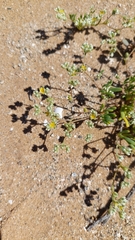 Microphyes litoralis