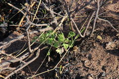 Pelargonium englerianum