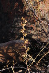 Pelargonium englerianum