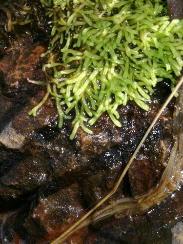 Image of Riccia stricta by (c) Andrew Hankey, some rights reserved (CC BY-SA)