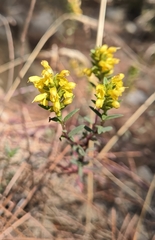 Odontites linkii cyprius