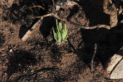 Pelargonium laevigatum oxyphyllum