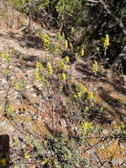 Odontites linkii cyprius