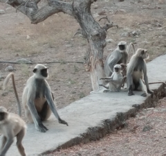 Semnopithecus entellus