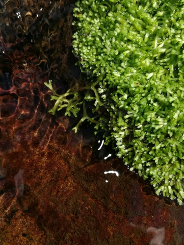 Image of Riccia stricta by (c) Andrew Hankey, some rights reserved (CC BY-SA)