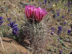 Sclerocactus polyancistrus