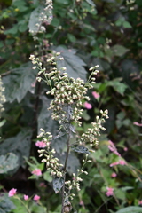 Artemisia stolonifera