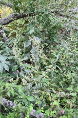 Artemisia stolonifera