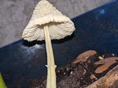 Leucocoprinus