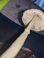Leucocoprinus