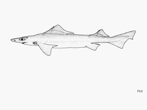 lowfin gulper shark