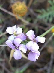 Erucaria hispanica