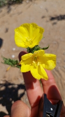 Oenothera coquimbensis