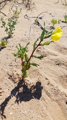 Oenothera coquimbensis