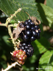Coreus marginatus marginatus
