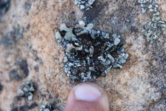 Xanthoparmelia hottentotta