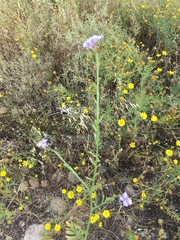 Erucaria hispanica