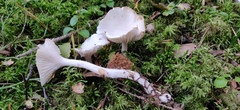 Hygrophorus piceae