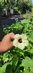Abelmoschus esculentus