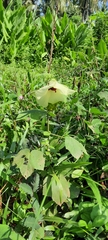 Abelmoschus esculentus
