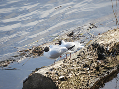 Chroicocephalus ridibundus