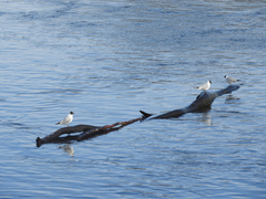 Chroicocephalus ridibundus