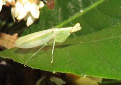 Negromantis gracillima