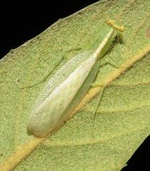 Negromantis gracillima