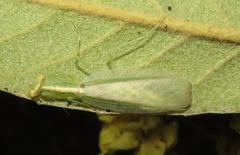 Negromantis gracillima