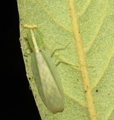 Negromantis gracillima