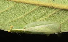 Negromantis gracillima