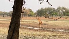 Giraffa camelopardalis thornicrofti