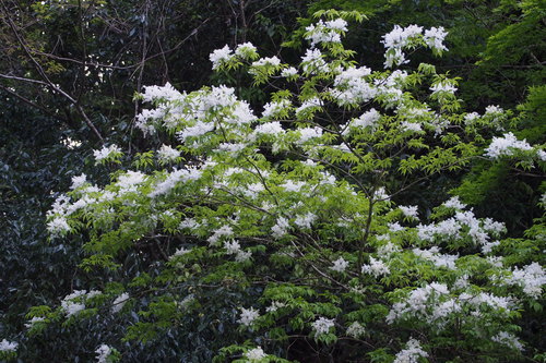 Fraxinus lanuginosa, photograph 1