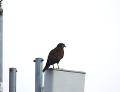 Parabuteo unicinctus