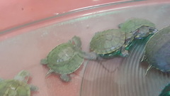 Trachemys scripta elegans