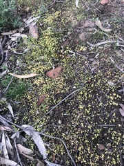 Siloxerus multiflorus